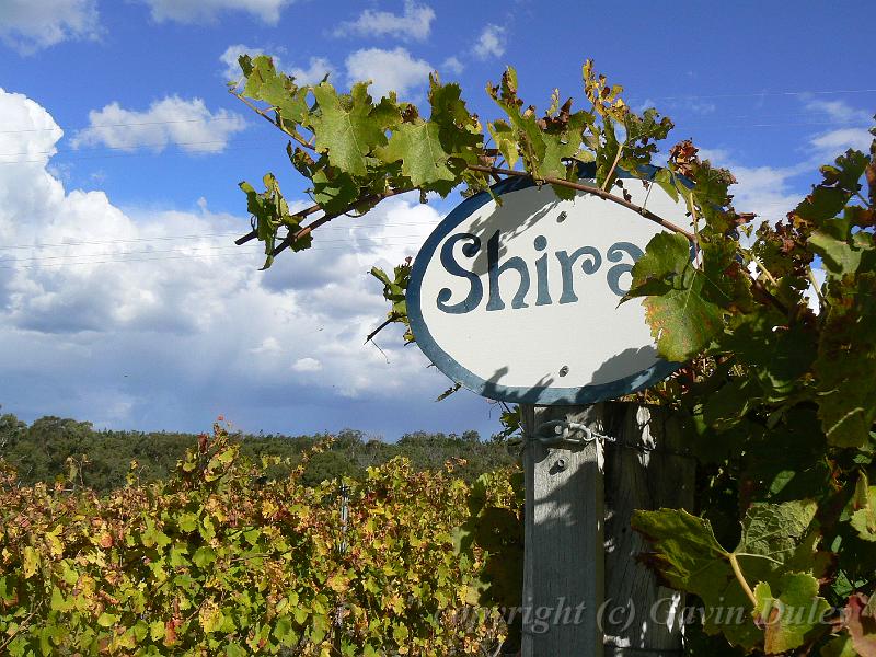 Shiraz, Boireann vineyard P1070980.JPG